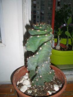 Kaktusi: Cereus spiralis forbesii