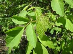 Seme drveća: acer negundo-pajavac-javor
