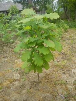 Sadnice - drveće: hrast sadnica oko 70 cm