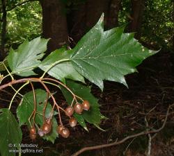 Sadnice - drveće: brekinja(sorbus torminalis)prirodni insulin