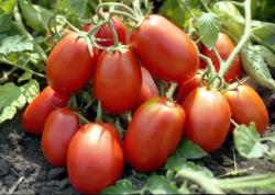 Seme povrća: šeri paradajz  50sem