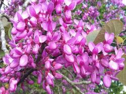 Seme drveća: Judino drvo(cercis siliguarcum)