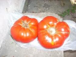 Seme povrća: paradajz domaći krupan-5 sadnica