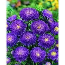 Seme cveća: lepa kata plava gusta50sem