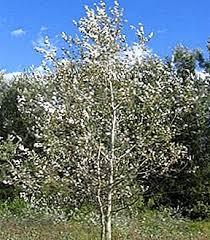 Sadnice - drveće: bela topola 90cm(populus)