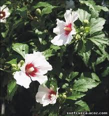 Sadnice - žbunaste vrste: baštenski hibiskus-sirijska ruža bela