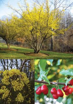 Sadnice - drveće: dren planinski sadnice u kutiji