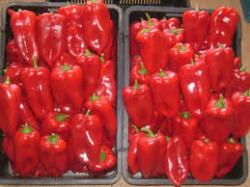Seme povrća: paprika ajvarusa100sem