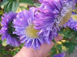 Seme cveća: lepa kata plava retka50sem