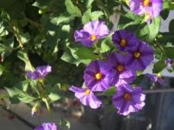 Sadnice - sobne biljke: solanum-plavi cvet
