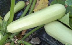 Seme povrća: BEOGRADSKA BELA TIKVICA-50SEM