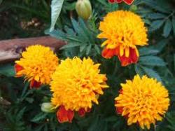 Seme cveća: kadifica narandzasta ponpon100sem