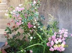 Sadnice - ruže: roze ruža sitnog cveta 