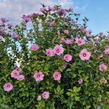 Sadnice - drveće: Baštenski drvenasti hibiskus