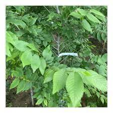 Sadnice - drveće: grab beli 40cm(caprinus betulus)