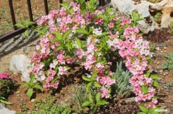 Sadnice - žbunaste vrste: vajgelija(baštenski jasmin roze)