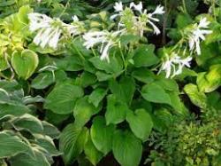 Perene: hosta velika zelena 