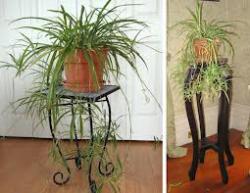 Sadnice - sobne biljke: hlorofitum,zeleni-sadnica