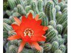 Kaktusi: viseci kaktus oranz cvet-2kom