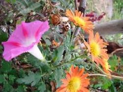 Seme cveća: ladolez rozi50sem