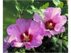 Sadnice - žbunaste vrste: sirijska ruža-baštenski hibiskus-roze cvet