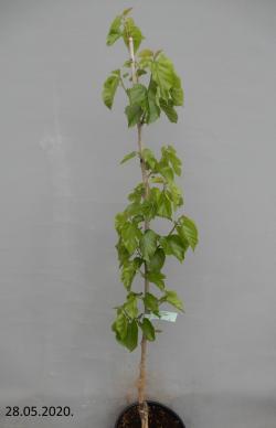 Sadnice - drveće: dud sadnica 70 cm