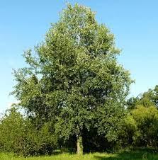 Sadnice - drveće: jasika 60cm