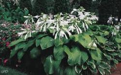 Perene: hosta velika