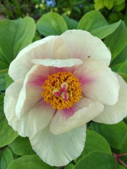 Perene: божур, природни хибрид (Paeonia x chamaeleon)