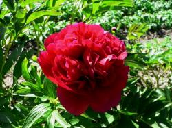 Lukovice: црвени божур (Paeonia officinalis rubra  plena)