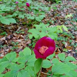 Perene: дивљи божур (Paeonia caucasica)