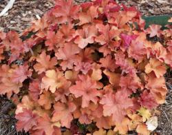 Perene: Heuchera Caramel