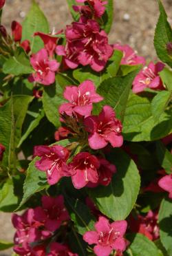 Sadnice - žbunaste vrste: Weigela Bristol Ruby