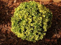 Sadnice - žbunaste vrste: Euonymus japonicus ’Microphyllus aureovariegatus’