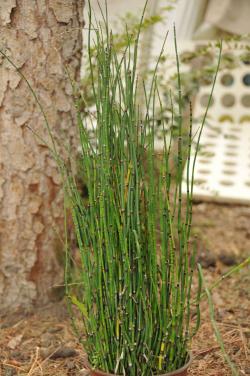 Trave: Equisetum-Prstenasti Rogoz