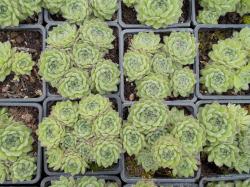 Perene: Sempervivum 05