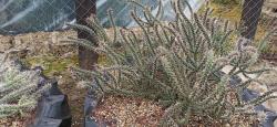 Kaktusi: cylindropuntia whipplei klon A