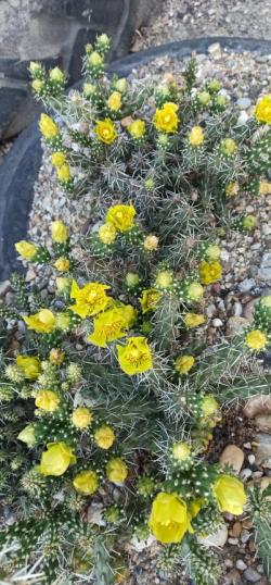 Kaktusi: cylindropuntia whipplei "MUG125" San Juan Neu-Mexiko 2100m