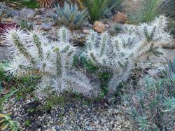 Kaktusi:  Cylindropuntia Whipllei "Snow Leopard" 