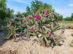 Kaktusi: Zimootporna Opuntia Imbricata