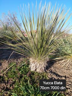 Sadnice - žbunaste vrste: Yucca Elata -23C