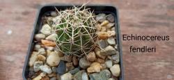 Kaktusi: Zimootporni Kaktus Echinocereus fendleri