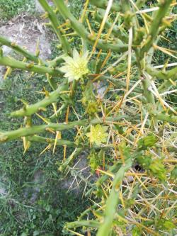 Kaktusi: Zimootporna cylindriopuntia leptocaulis