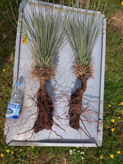 Sadnice - žbunaste vrste: Zimootporna Yucca Elata -23C