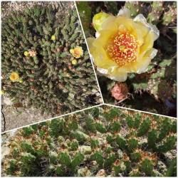 Kaktusi: Zimootporna Opuntia Fragilis