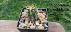 Kaktusi: Zimootporni Kaktus Echinocereus  triglochidiatus Mojaves Long