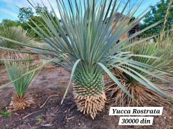 Sadnice - žbunaste vrste: Yucca Rostrata -23C