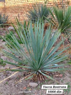 Sadnice - žbunaste vrste: Yucca Rostrata -23C