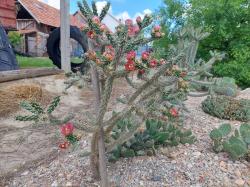 Kaktusi: Cylindropuntia viridiflora