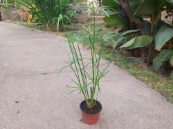 Sadnice - žbunaste vrste: Cyperus alternifolius-Vodena Palma 